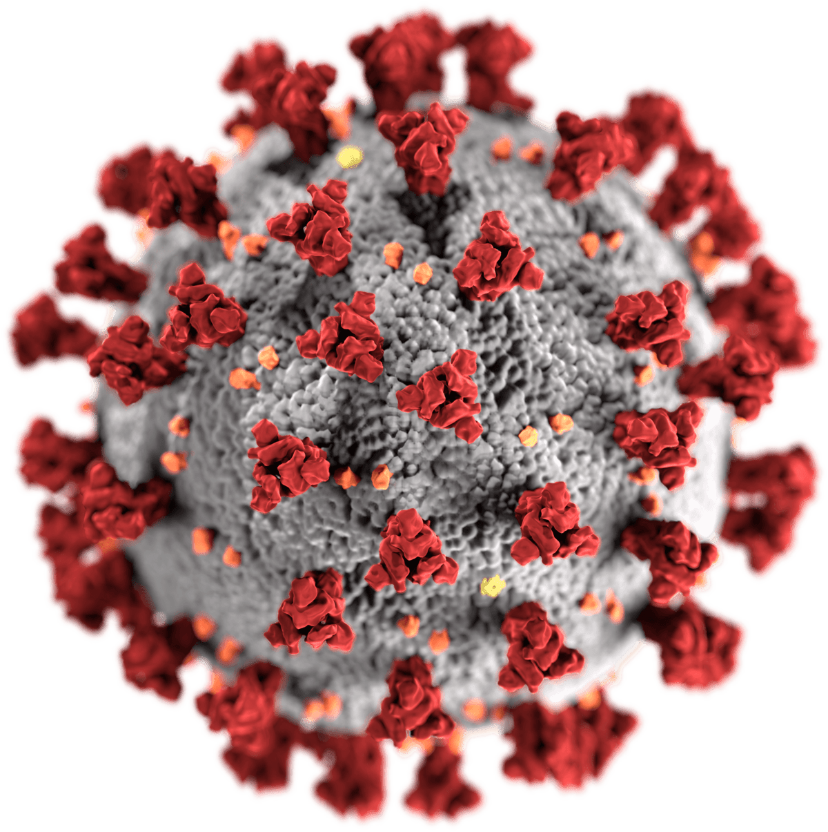 coronavirus